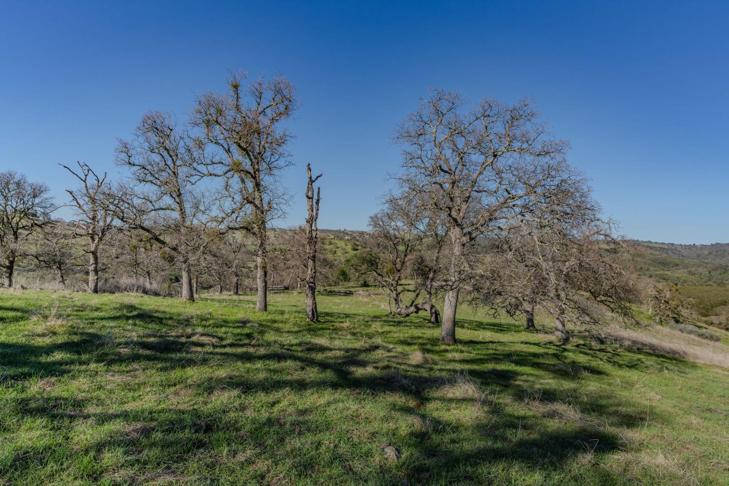 7220 Stony Creek Road Jackson, CA 95642 - Photo 20 of 60 a big yard with lots of green space and trees all around