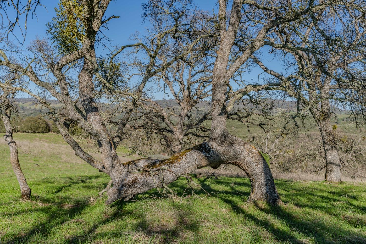 7220 Stony Creek Road Jackson, CA 95642 - Photo 23 of 60