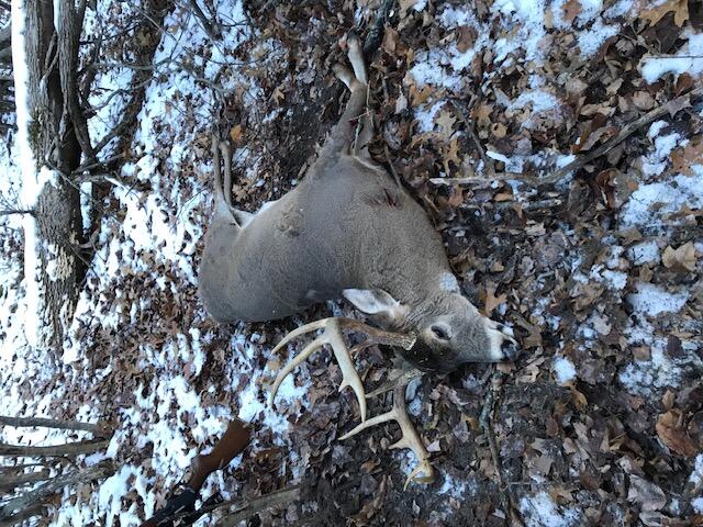 3 Hoover Road Barryton, MI 49305 - Photo 10 of 23 deer pic 3