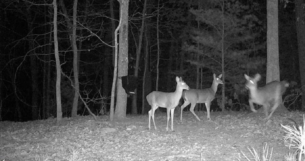 0 Hanes Road Northeast Ranger, GA 30734 - Photo 15 of 15 Gallery Image 15