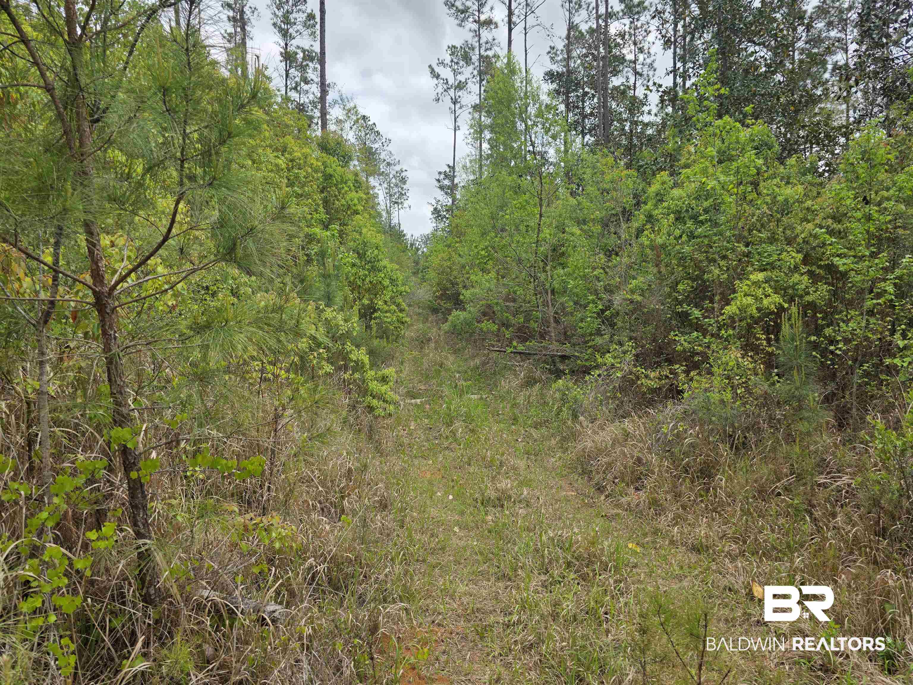 11631 Red Hill Rd Extension Bay Minette, AL 36507 - Photo 13 of 18 View of wooded area