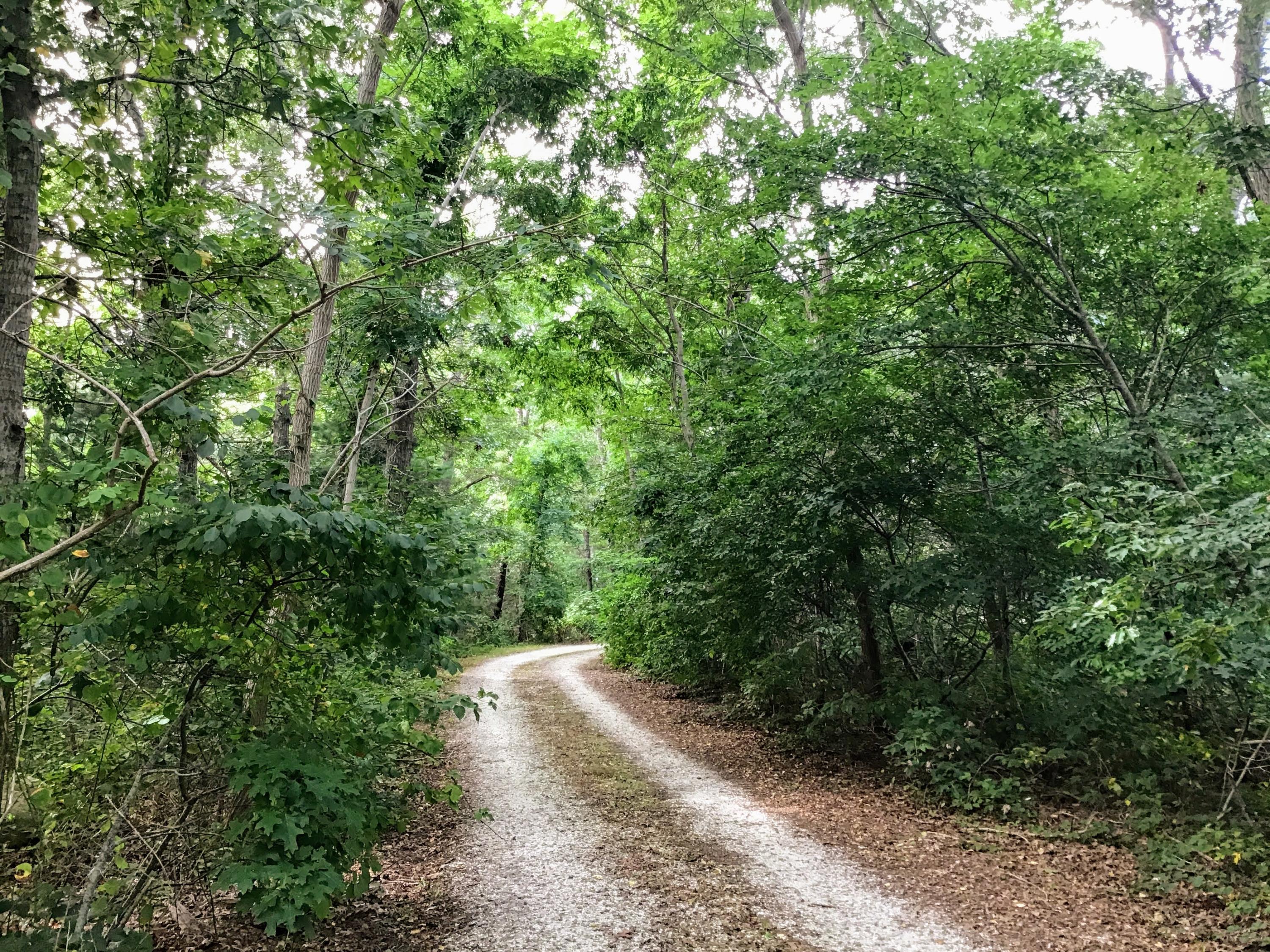 150 Tonset Road Orleans, MA 02653 - Photo 6 of 54 a view of a forest with trees in the background
