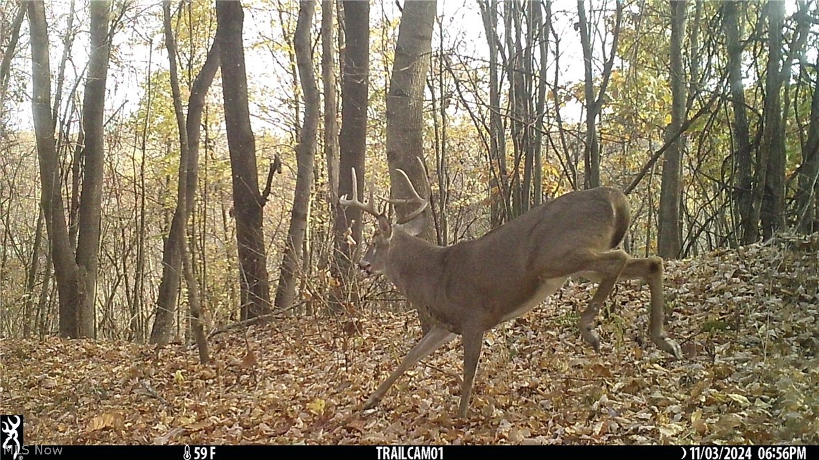 Marlott Run Road Kimbolton, OH 43749 - Photo 43 of 49