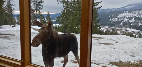 $1,395,000 | 325 Wambli Wahohpi, Cocolalla, ID 83813