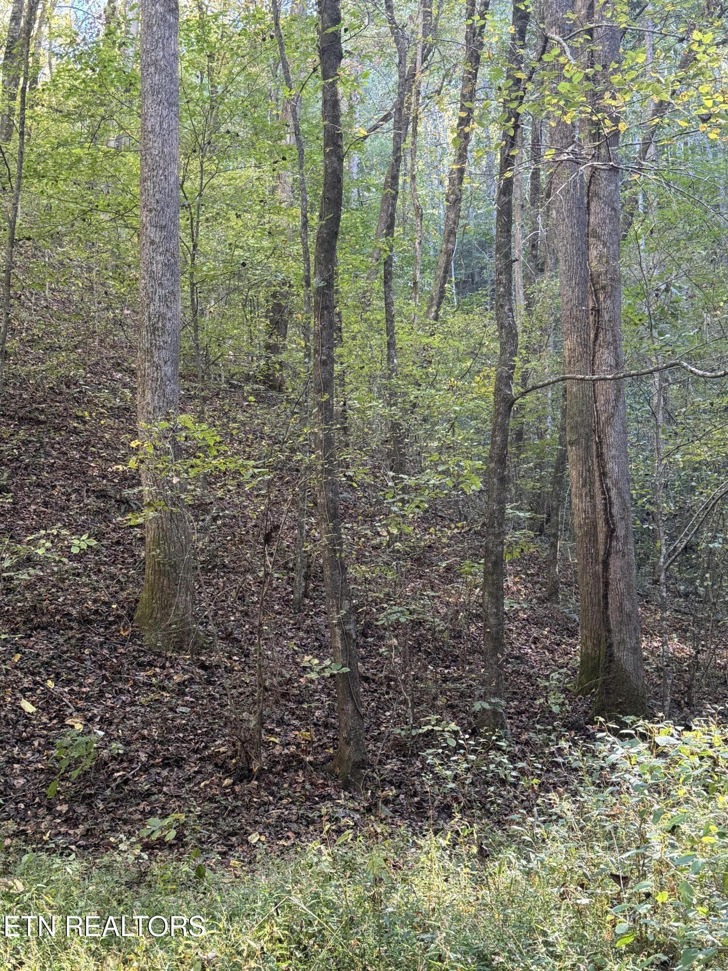 251 Mine Hollow Road Reliance, TN 37369 - Photo 2 of 8 IMG_4117