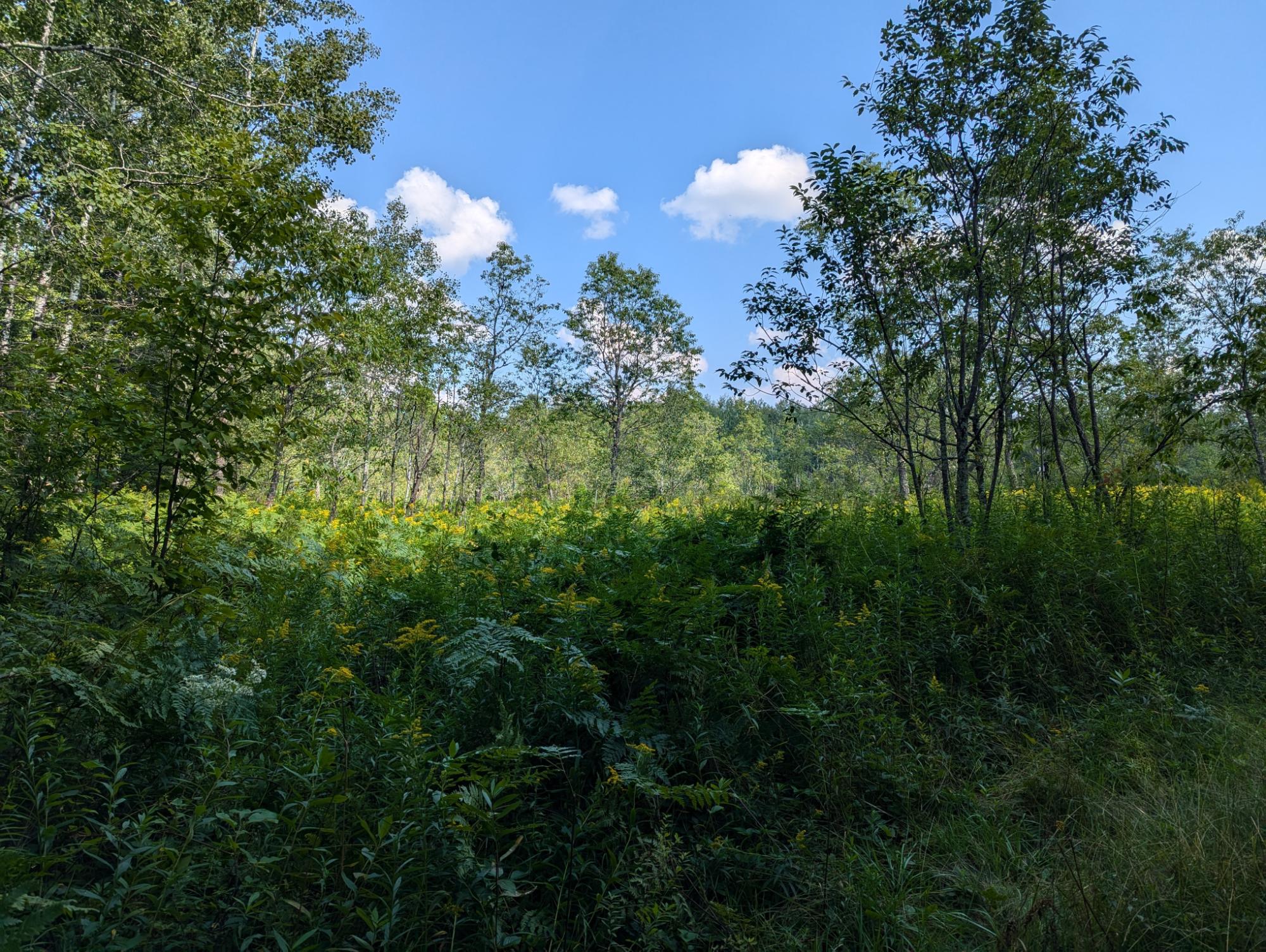 On On Fork Road Phillips, WI 54555 - Photo 7 of 15 Gallery Image 7