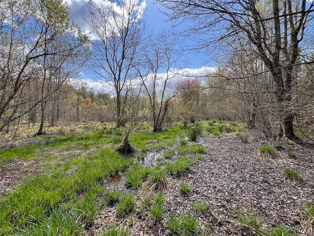 a view of a yard with plants and trees