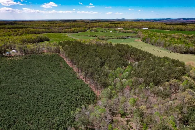 a view of a forest with trees in the background