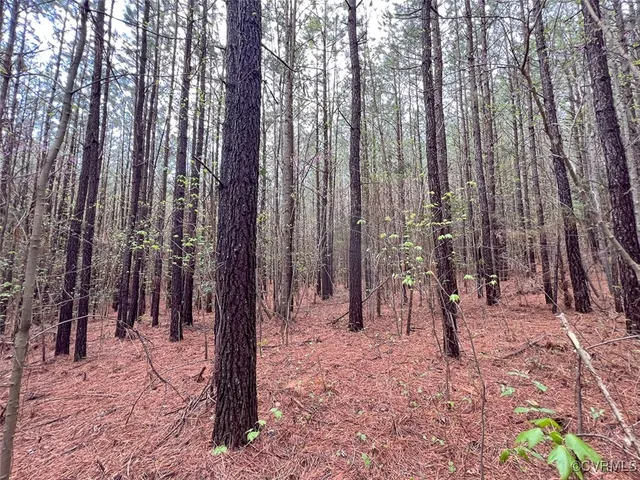 a view of a tree with a tree