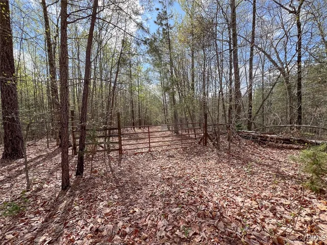 a view of a forest with trees