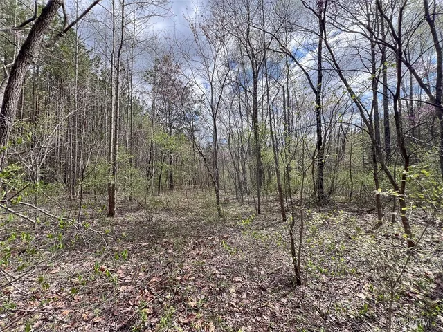 a view of a forest filled with trees