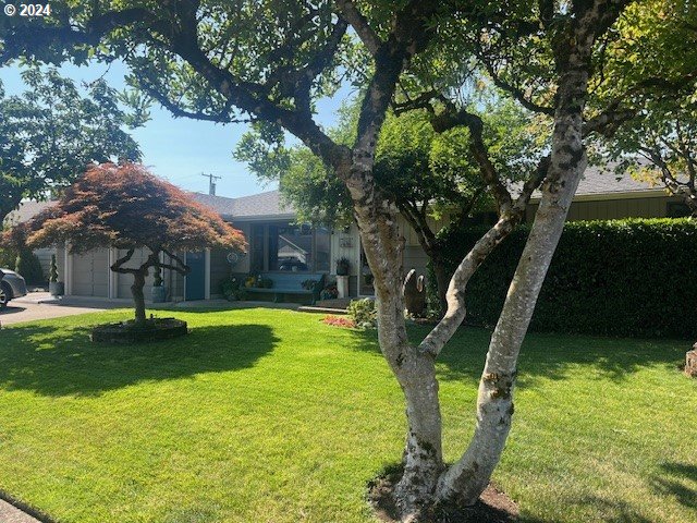 a view of a garden with a tree