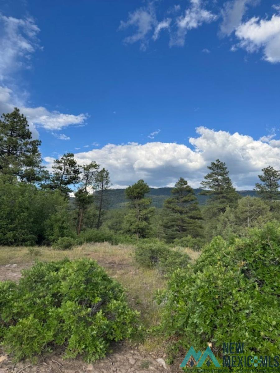 Tbd Tbd Log Ridge Trail Chama, NM 87520 - Photo 4 of 6 Gallery Image 4