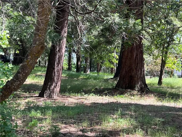 a view of a tree in a yard