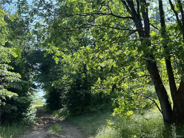 a view of a lush green forest