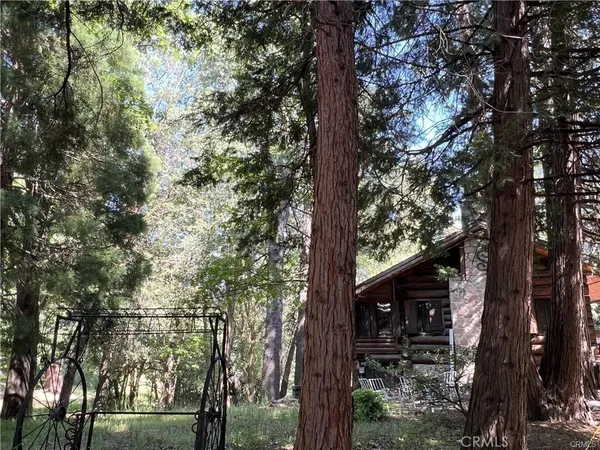 a picture of tree
