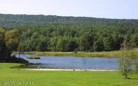 a view of a park with big trees