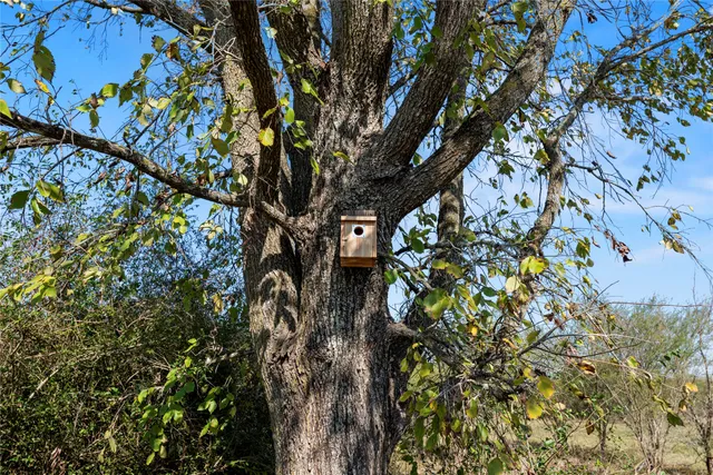 a view of dirt field with large trees