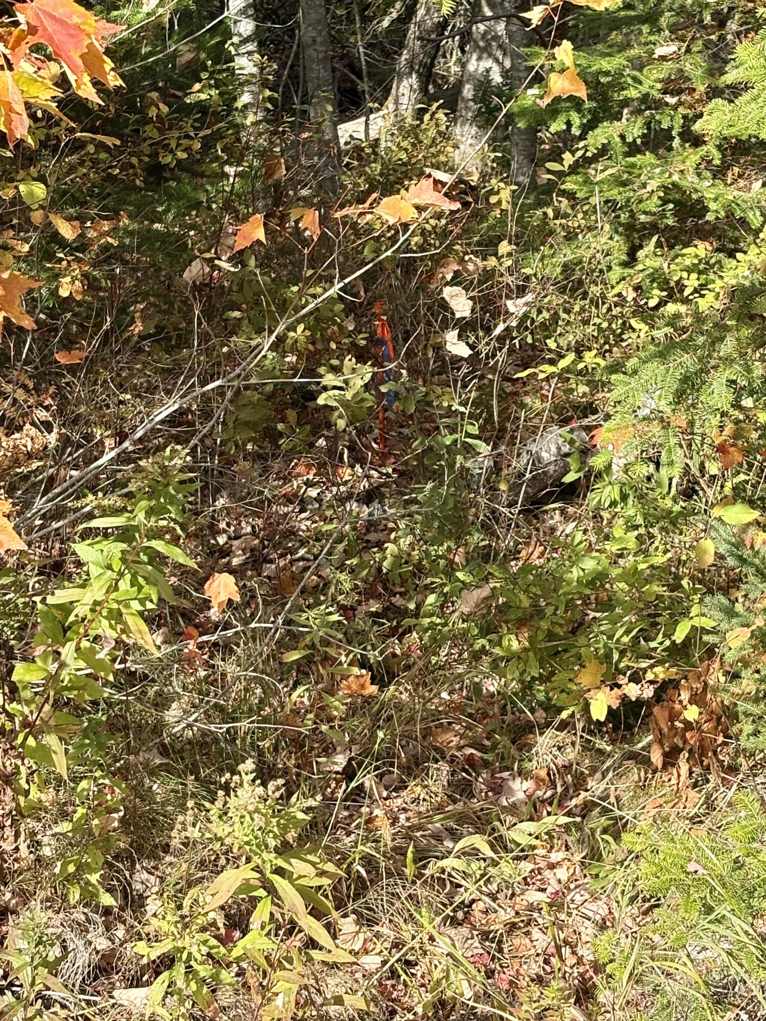 Xx South Meadow Road Perry, ME 04667 - Photo 11 of 12 IMG_0318