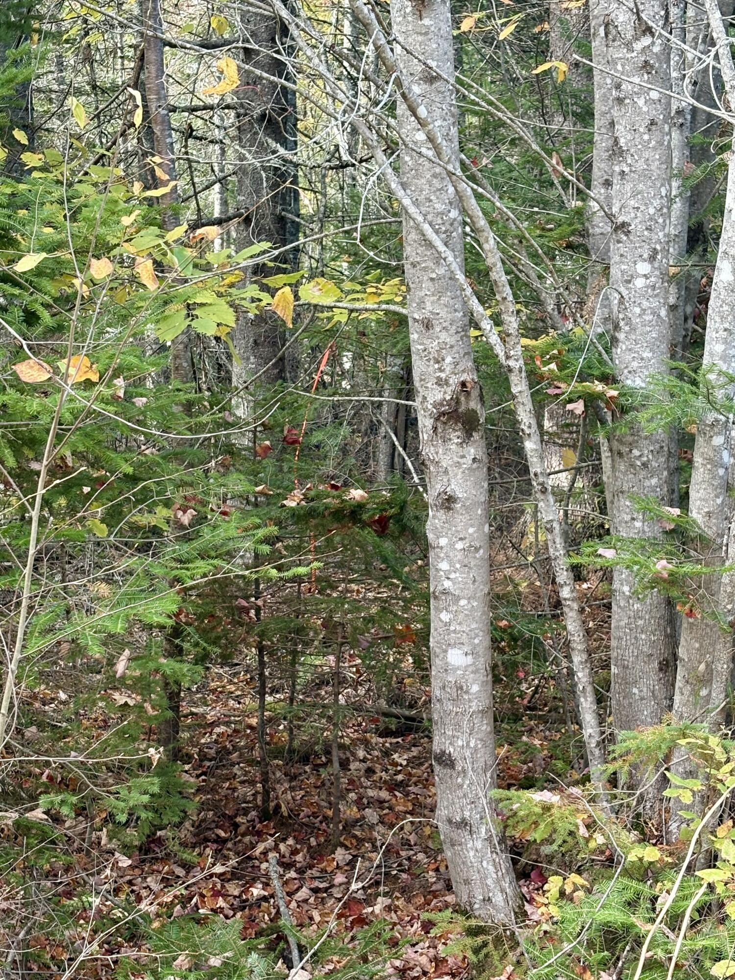 Xx South Meadow Road Perry, ME 04667 - Photo 9 of 12 IMG_0321