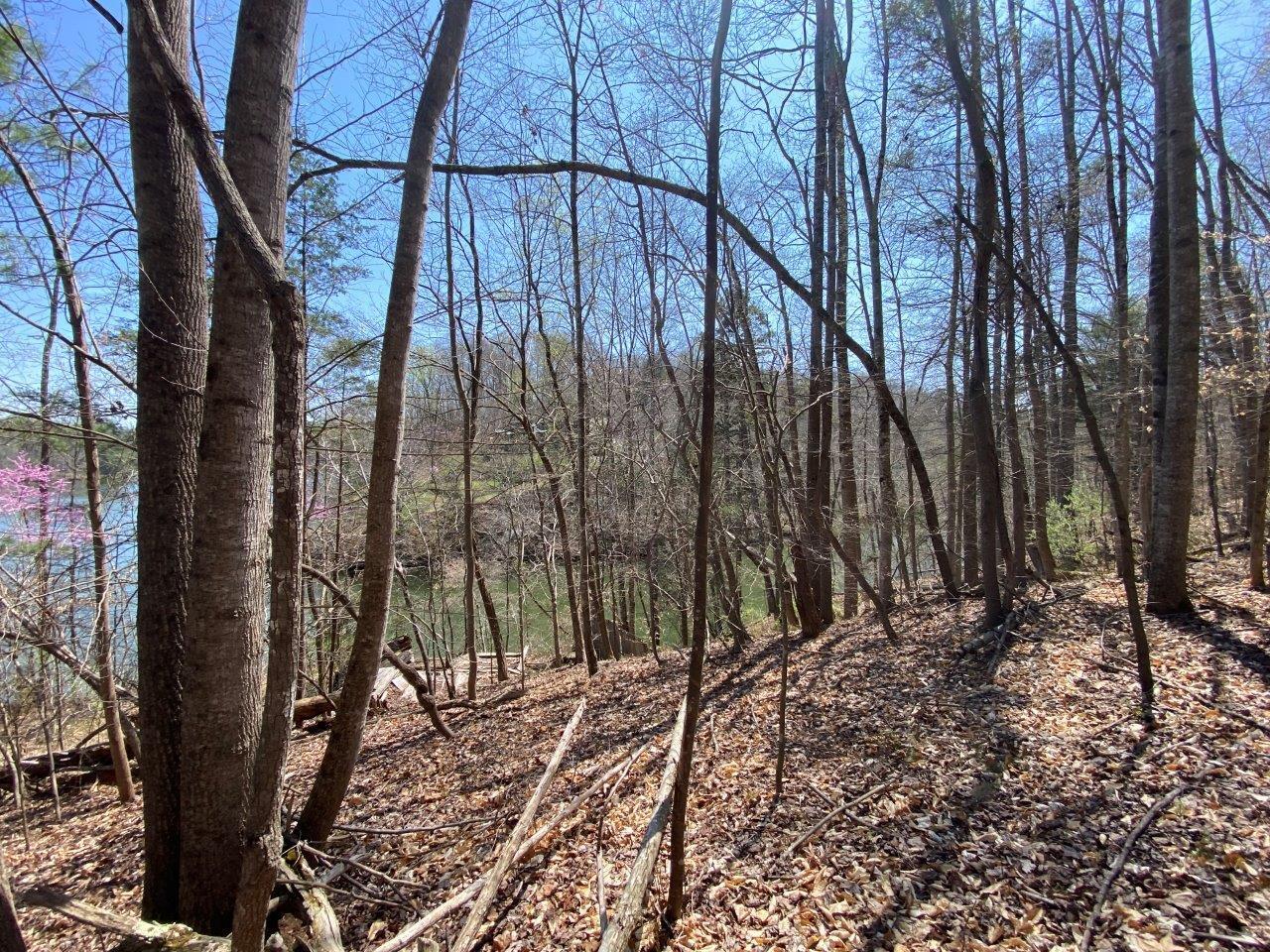 6200 Hardy Road Hardy, VA 24101 - Photo 11 of 28 a backyard of a house with lots of green space