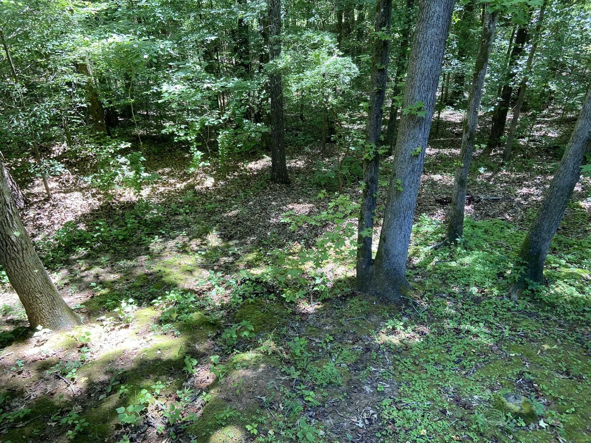 70 Mockingbird Road Henderson, TN 38340 - Photo 31 of 47 a view of a forest