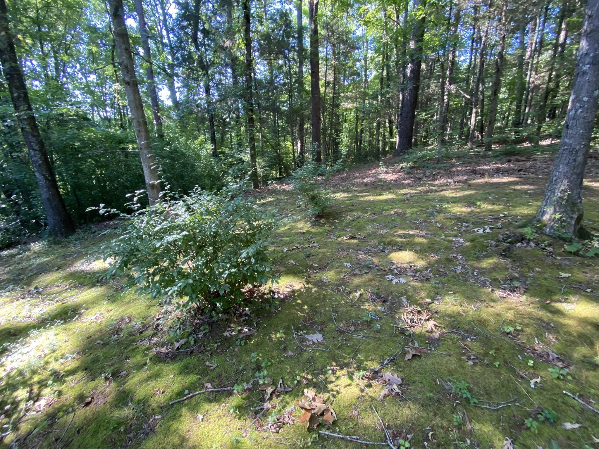 70 Mockingbird Road Henderson, TN 38340 - Photo 34 of 47 a view of outdoor space with trees all around