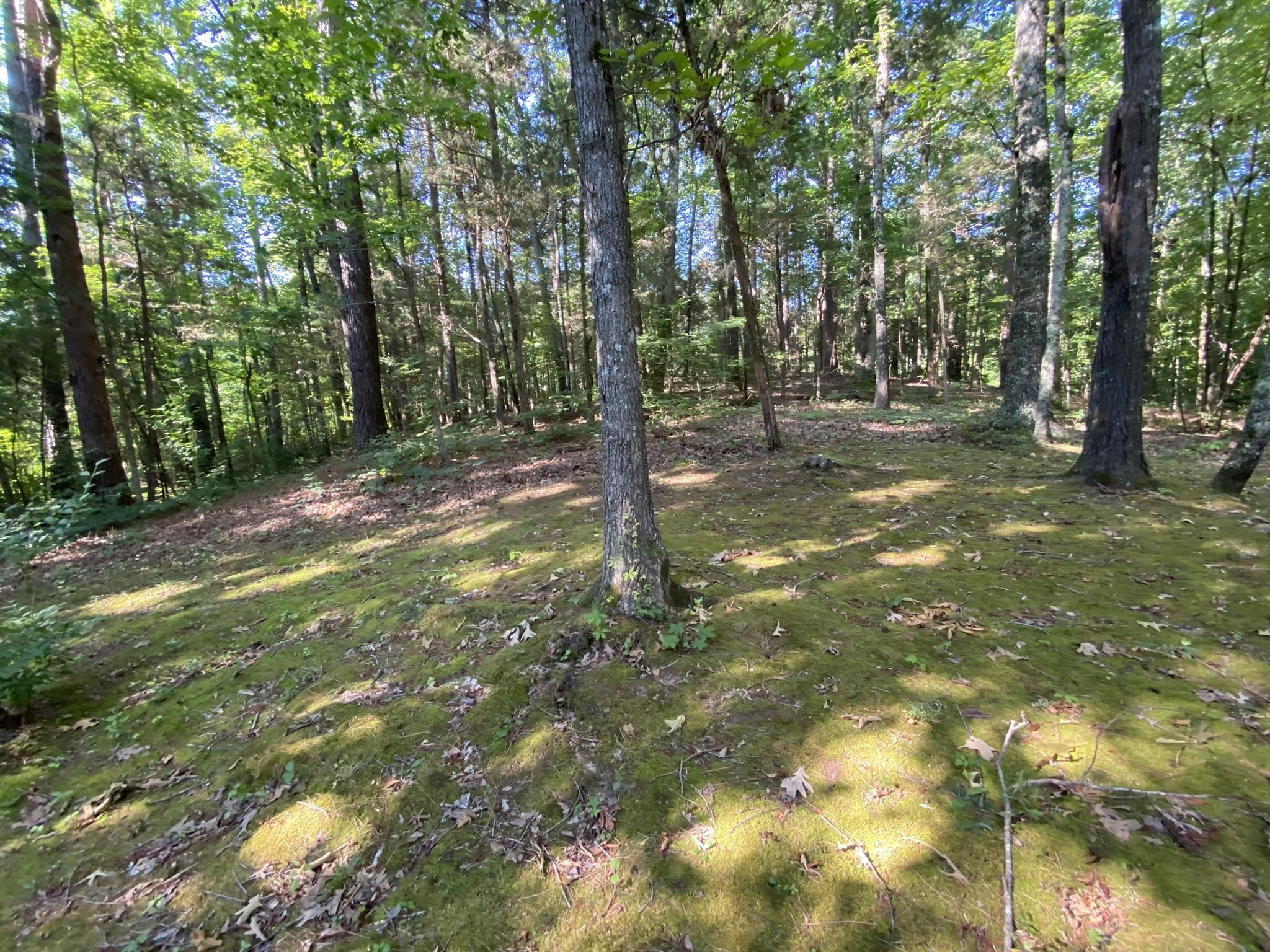 70 Mockingbird Road Henderson, TN 38340 - Photo 35 of 47 a view of a yard with trees