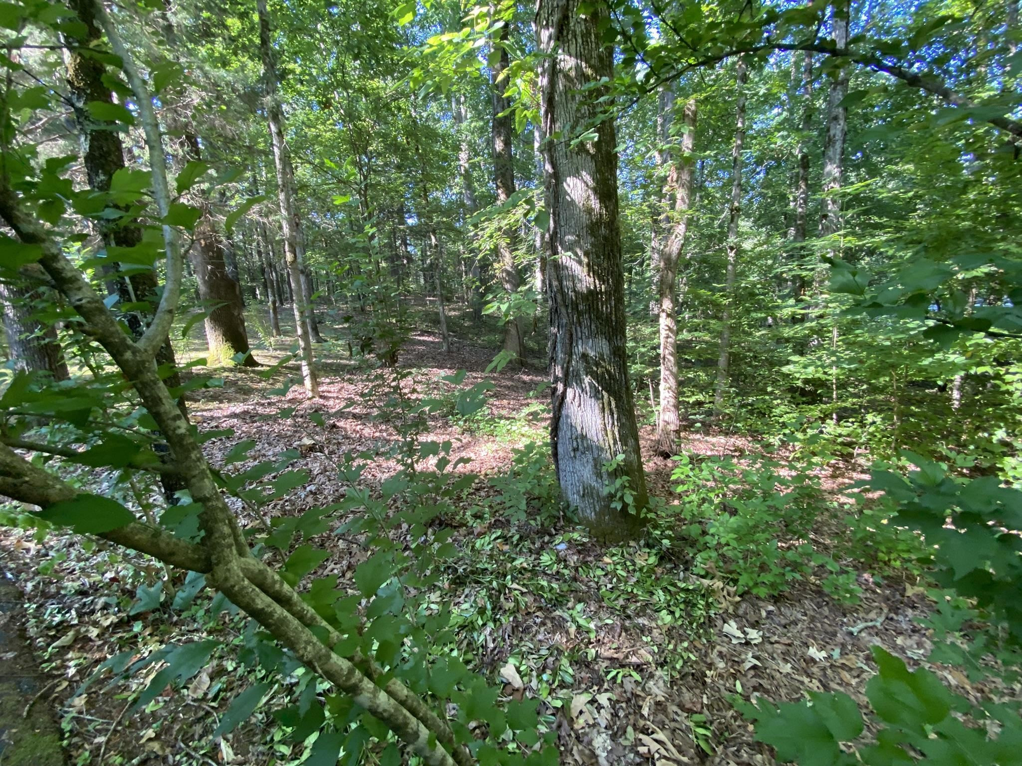 70 Mockingbird Road Henderson, TN 38340 - Photo 44 of 47 a view of outdoor space and trees