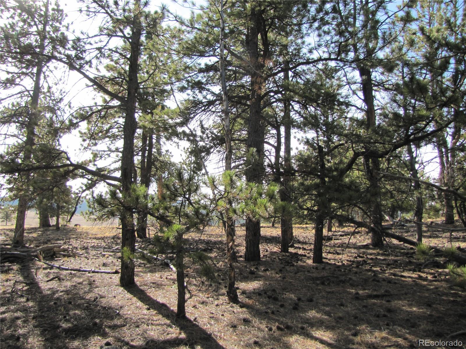 204 Wagon Wheel Road Hartsel, CO 80449 - Photo 17 of 21 Gallery Image 17