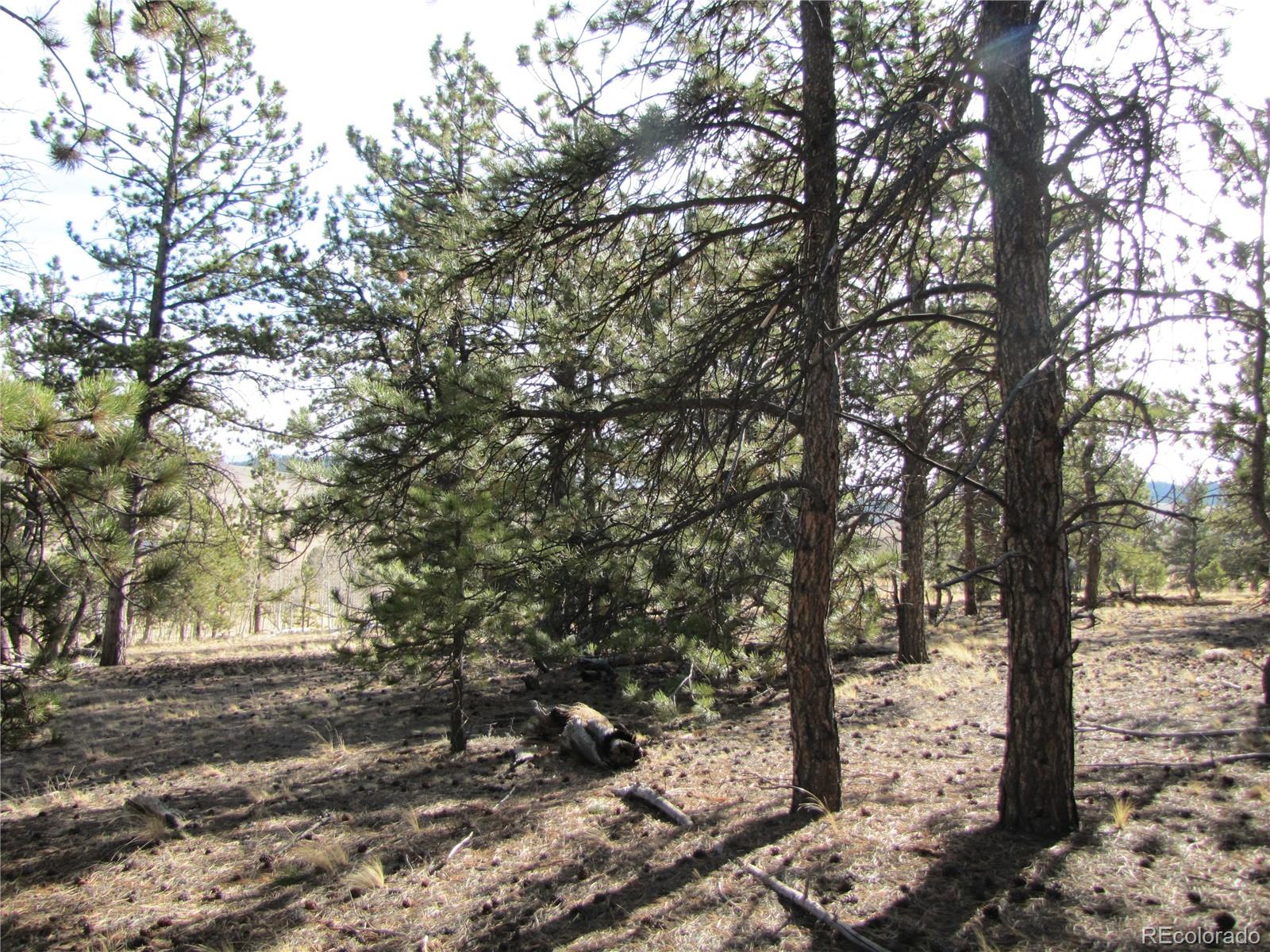 204 Wagon Wheel Road Hartsel, CO 80449 - Photo 18 of 21 Gallery Image 18