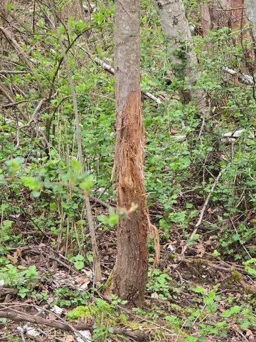 $997,000 | 54631 Scenic View, Gays Mills, WI 54645