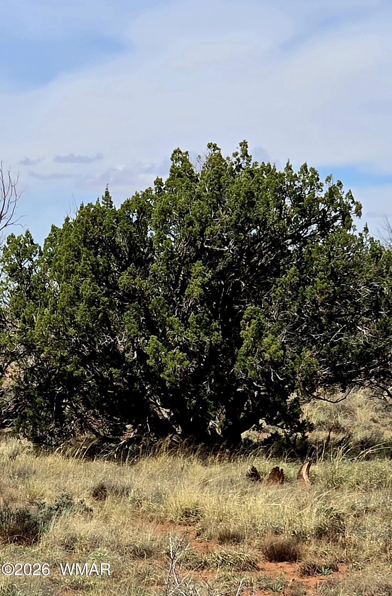 5438 County Line Road Snowflake, AZ 85937 - Photo 5 of 13 Many areas secluded by mature trees