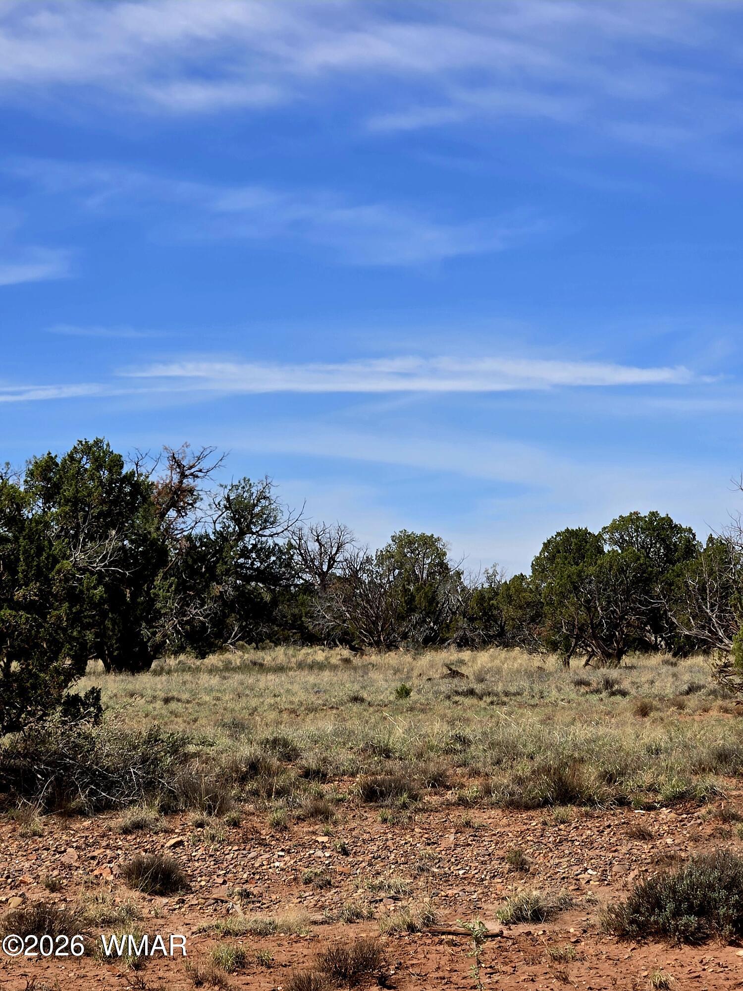 5438 County Line Road Snowflake, AZ 85937 - Photo 8 of 13 Trees, Shrubs, Grasses