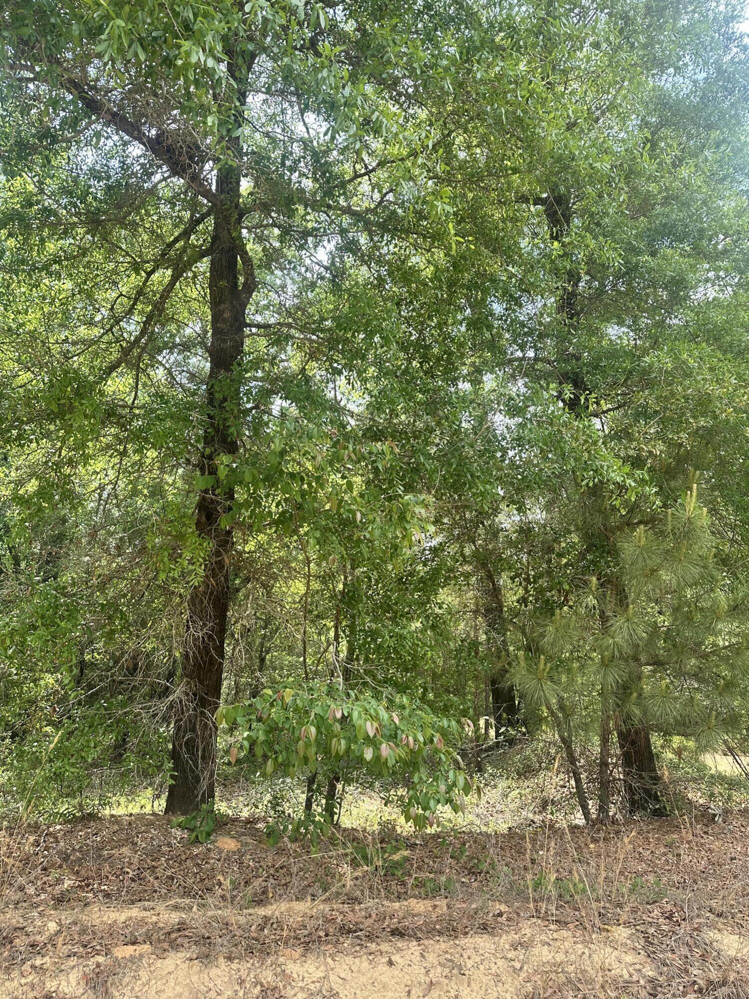 Lot 9 Warbonnet Road Salley, SC 29137 - Photo 2 of 3