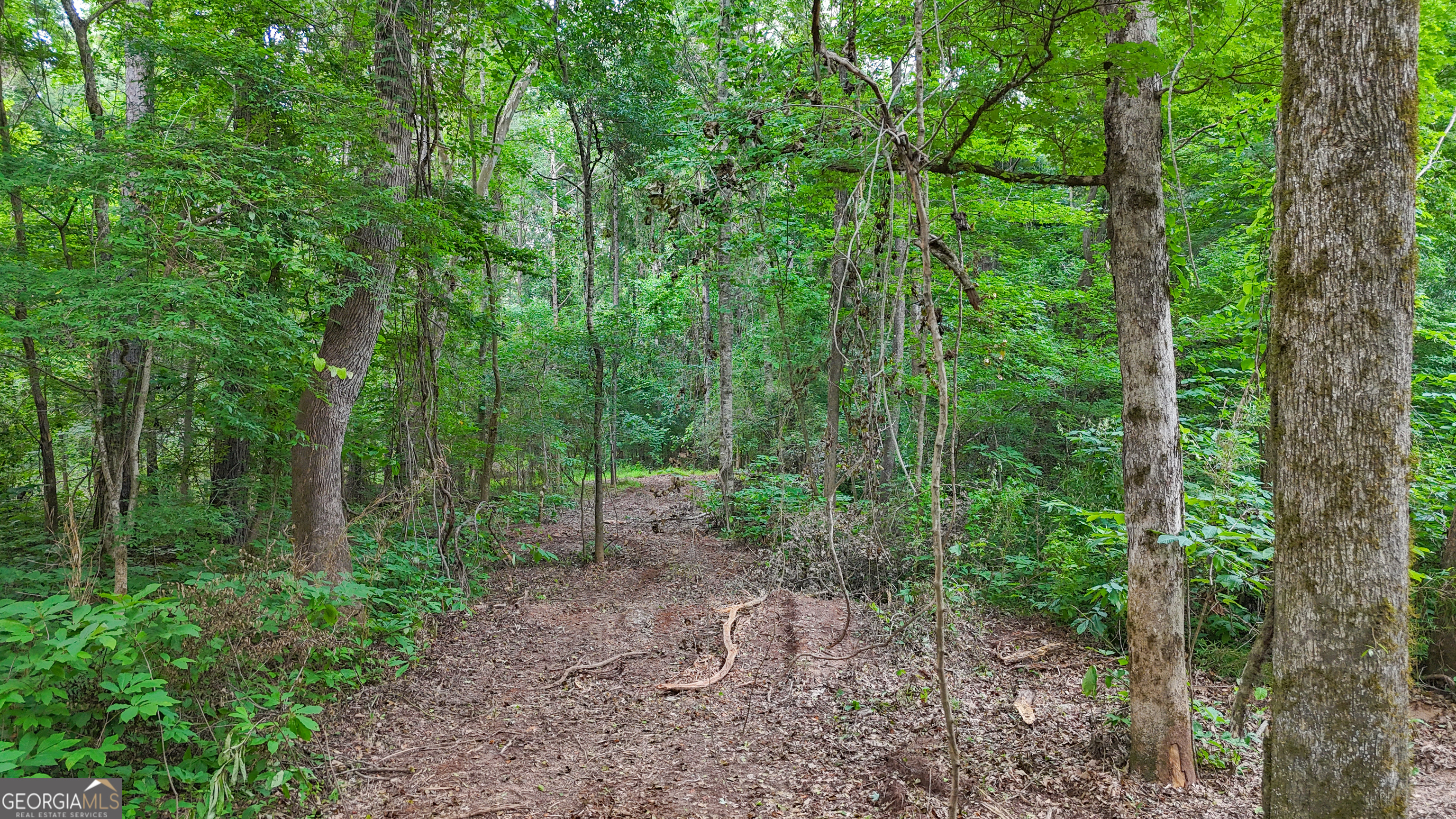 3644-3792 Fortune Hole Road Hamilton, GA 31811 - Photo 12 of 41 a view of a forest with trees