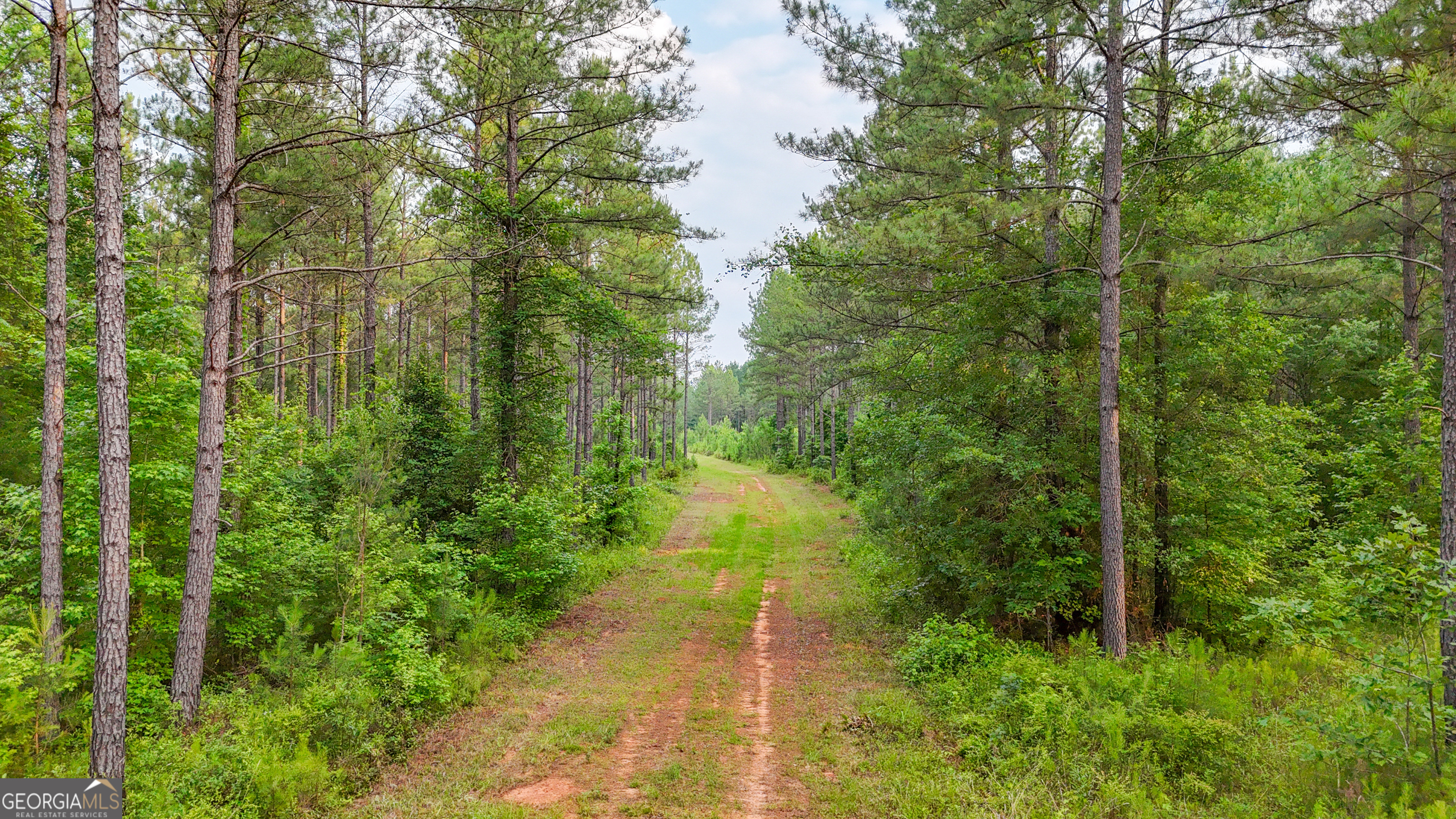 3644-3792 Fortune Hole Road Hamilton, GA 31811 - Photo 19 of 41 a view of a yard with plants and large trees