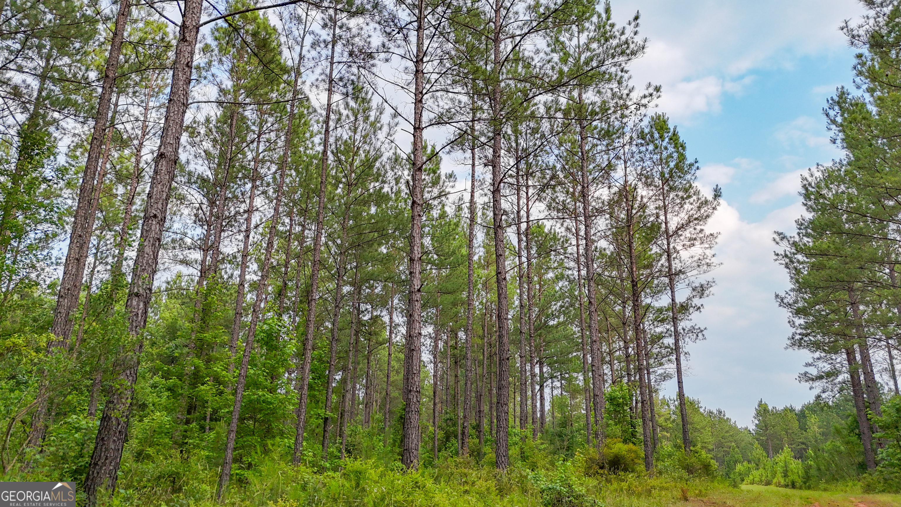 3644-3792 Fortune Hole Road Hamilton, GA 31811 - Photo 20 of 41 a backyard of a house with lots of green space and trees