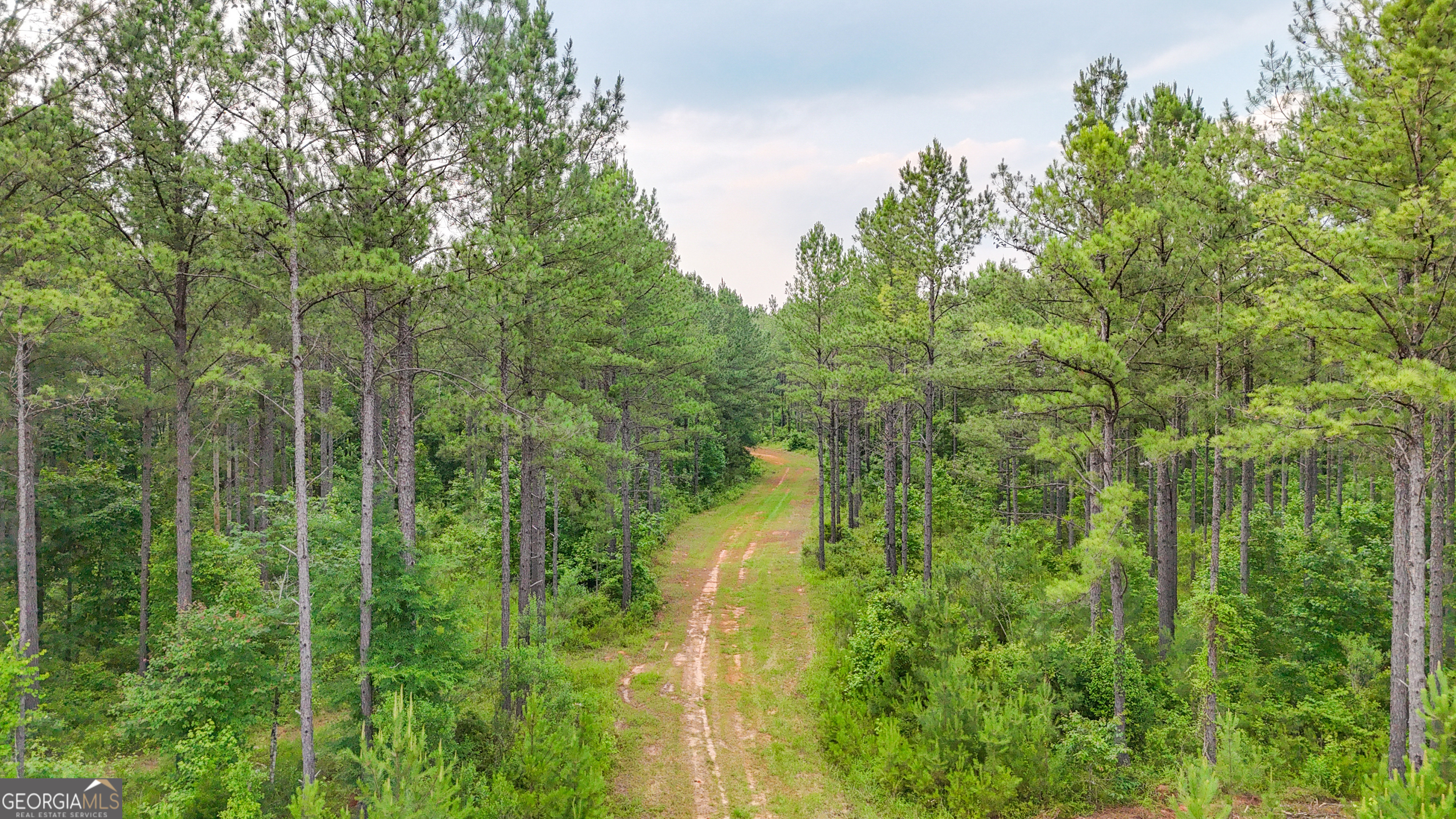 3644-3792 Fortune Hole Road Hamilton, GA 31811 - Photo 21 of 41 a view of a forest with a house