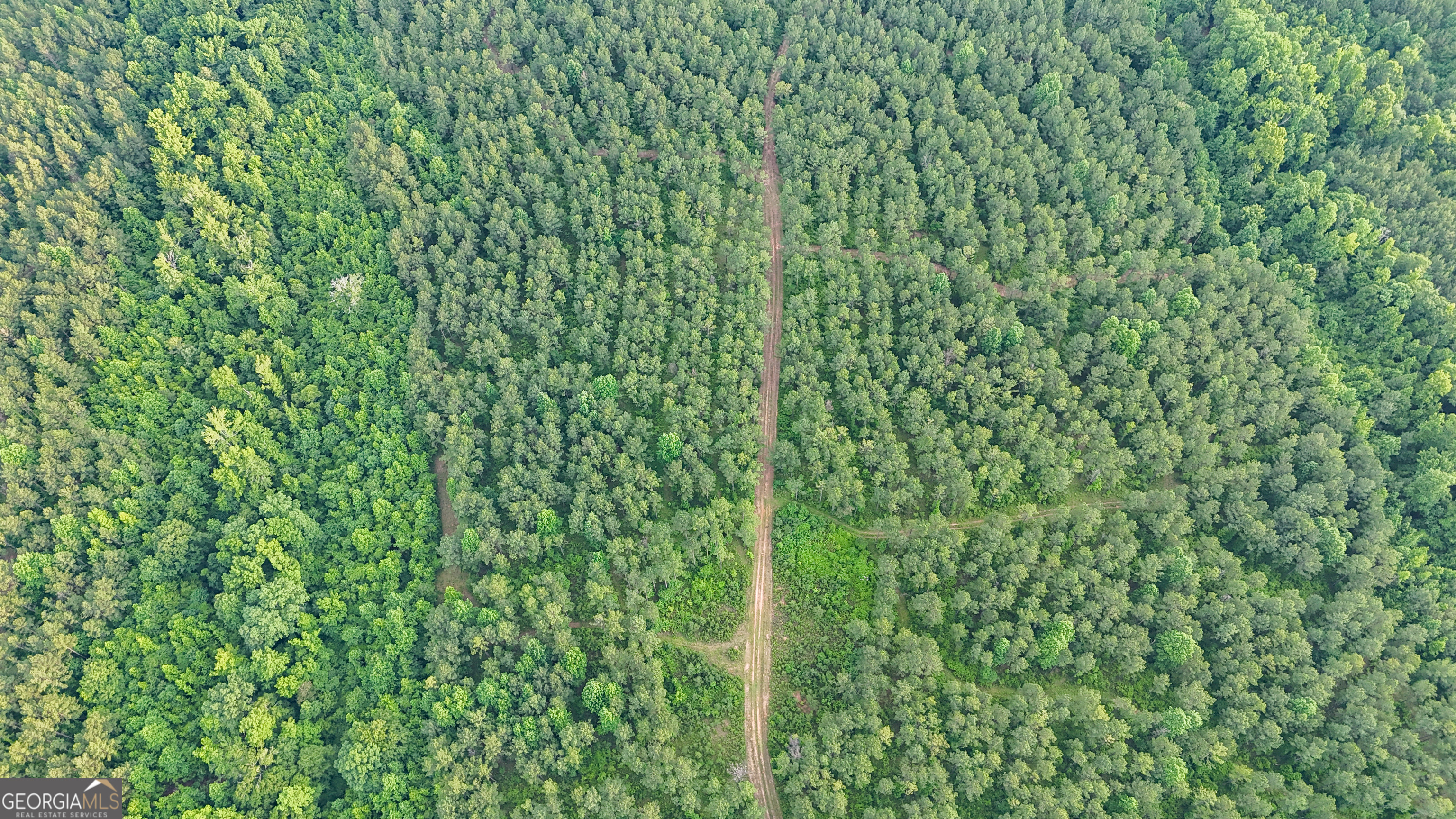 3644-3792 Fortune Hole Road Hamilton, GA 31811 - Photo 25 of 41 a close up of a plant in a forest