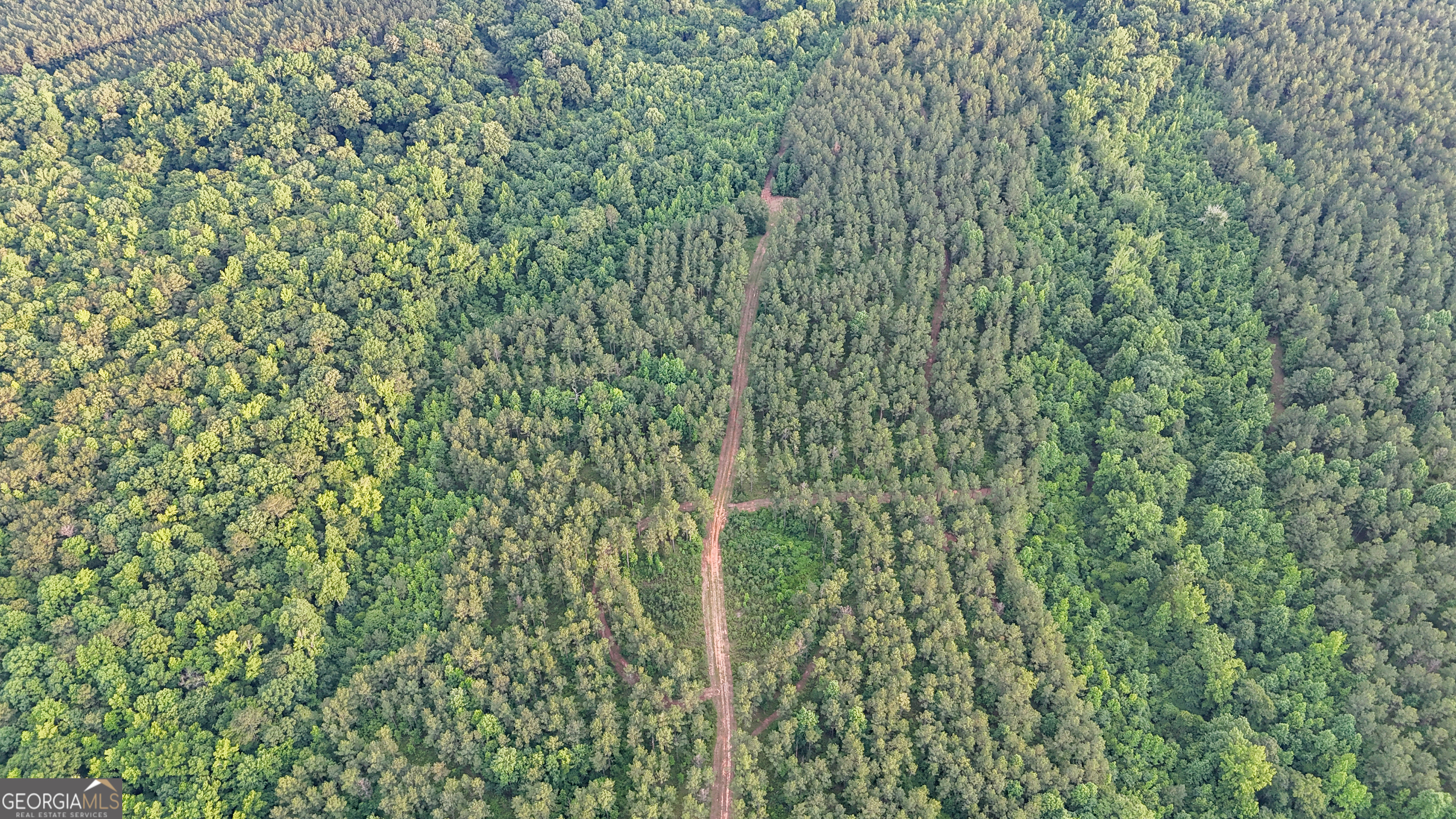 3644-3792 Fortune Hole Road Hamilton, GA 31811 - Photo 28 of 41 a close view of a plant