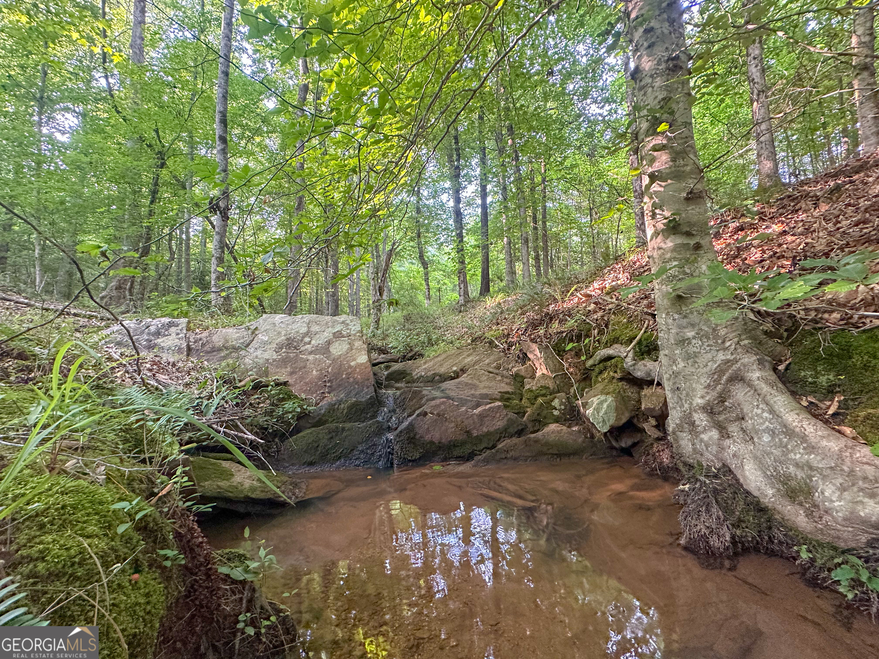 3644-3792 Fortune Hole Road Hamilton, GA 31811 - Photo 32 of 41 a view of yard