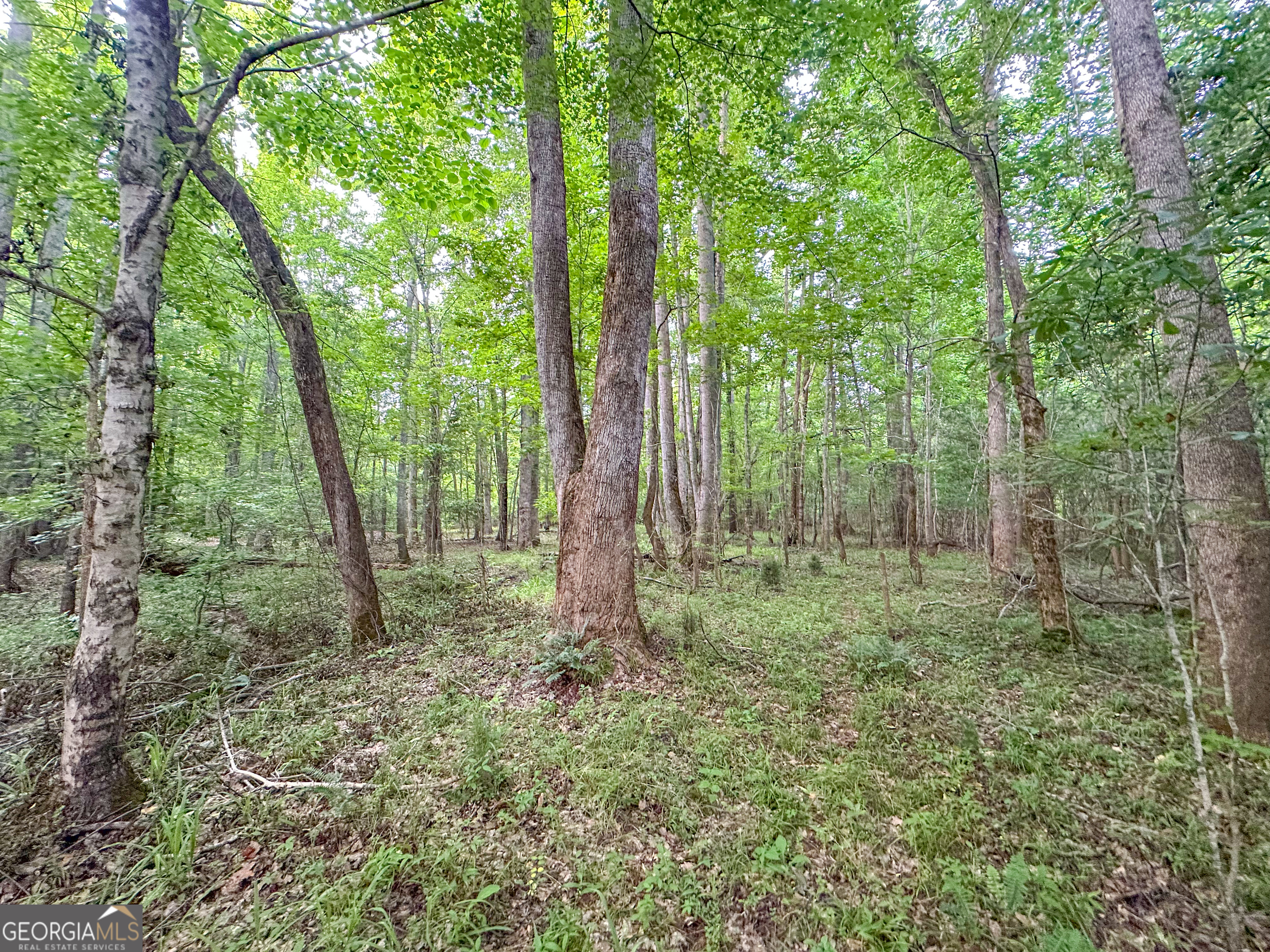 3644-3792 Fortune Hole Road Hamilton, GA 31811 - Photo 33 of 41 a view of a green field with lots of trees