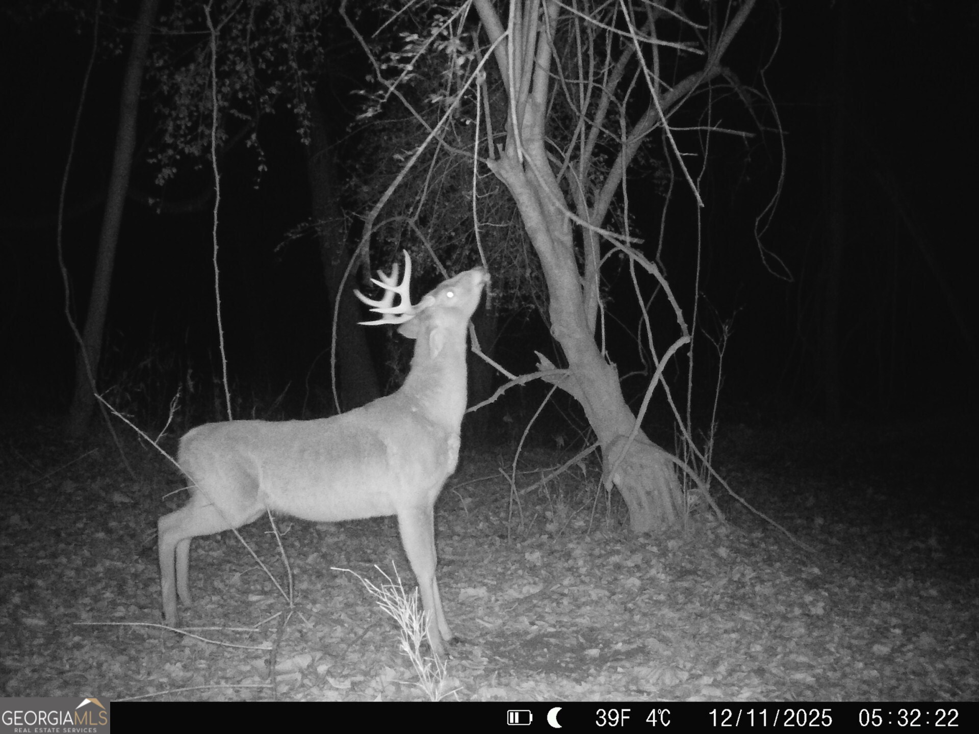 3644-3792 Fortune Hole Road Hamilton, GA 31811 - Photo 38 of 41 a view of a yard and an outdoor space