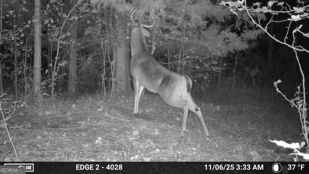 3644-3792 Fortune Hole Road Hamilton, GA 31811 - Photo 39 of 41