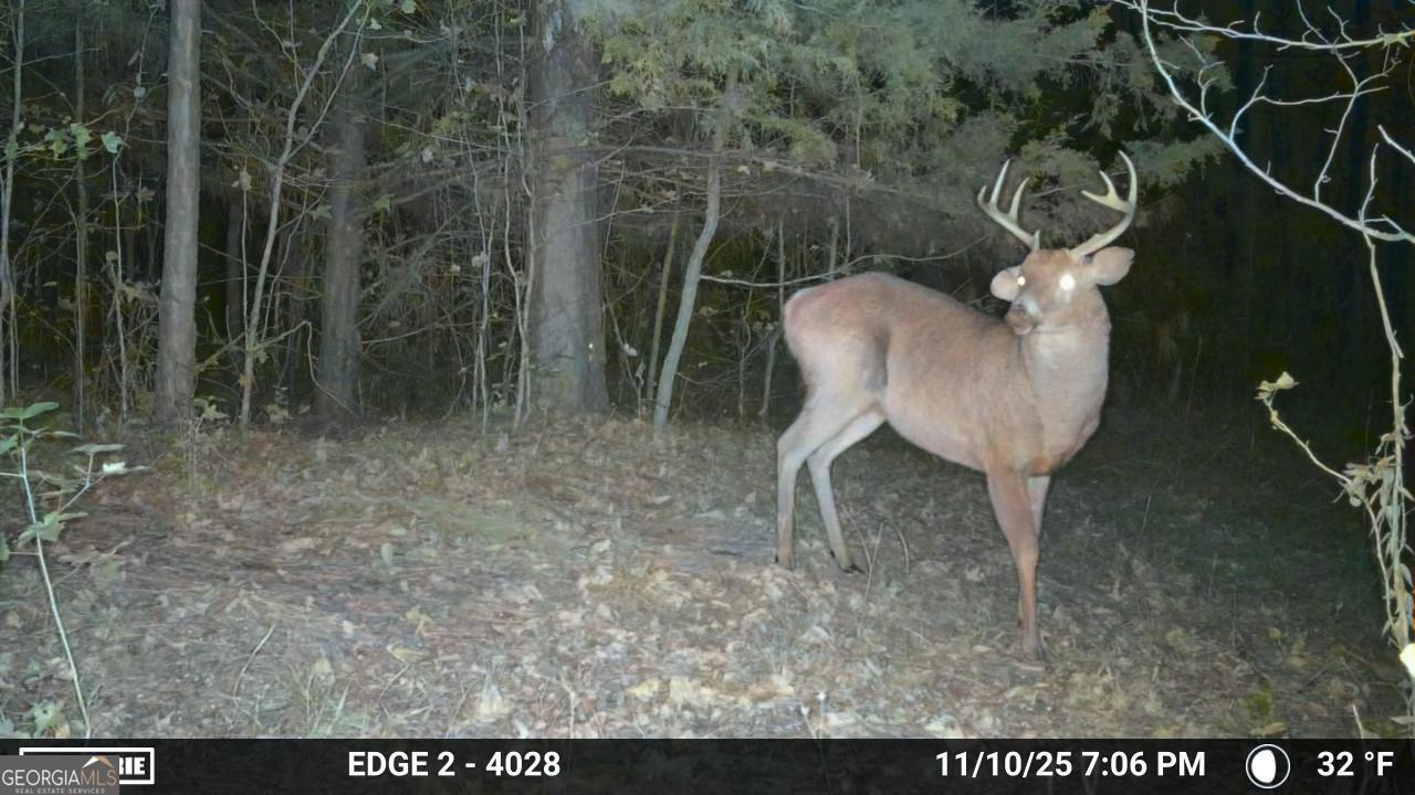 3644-3792 Fortune Hole Road Hamilton, GA 31811 - Photo 40 of 41