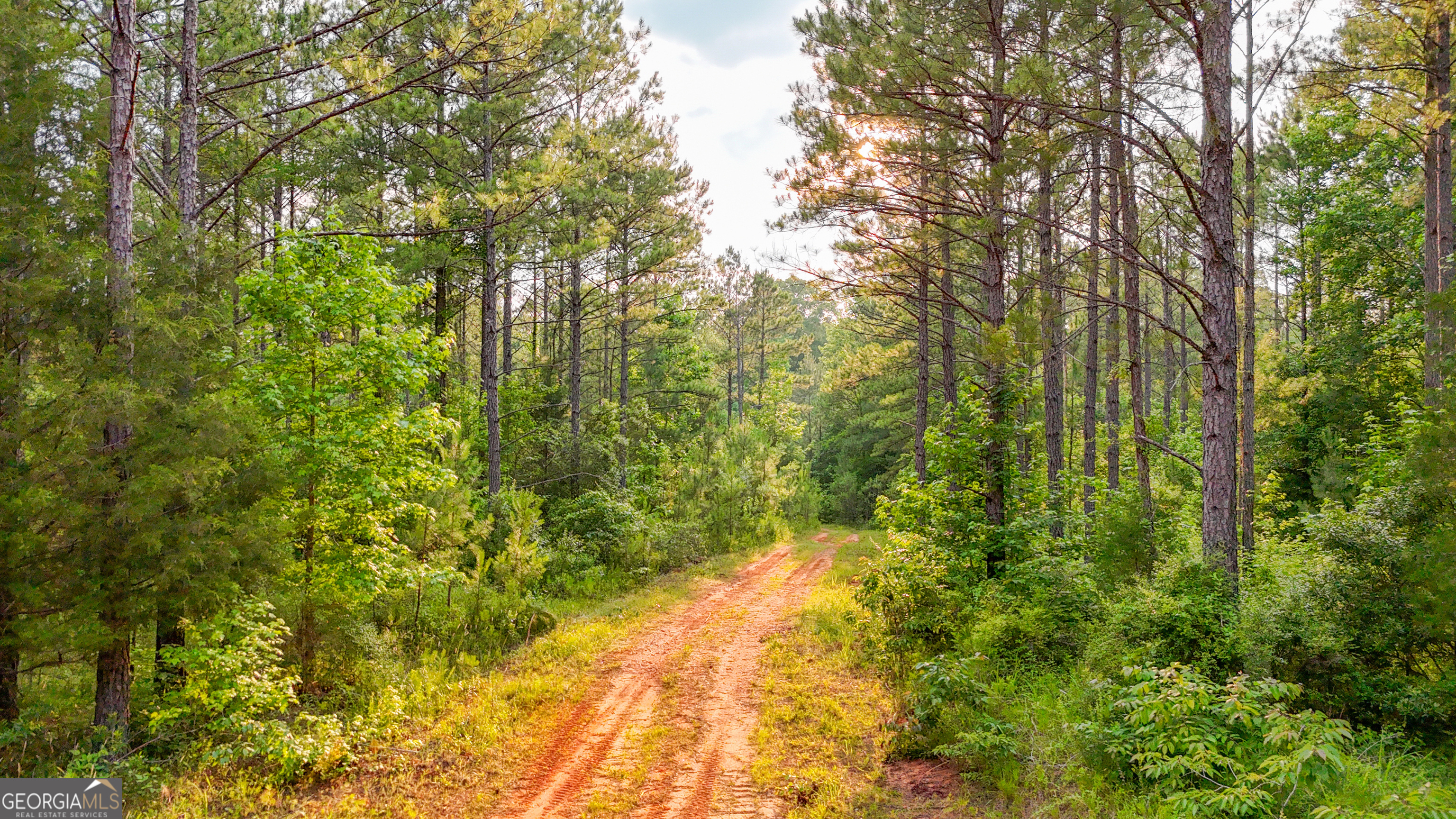 3644-3792 Fortune Hole Road Hamilton, GA 31811 - Photo 5 of 41 a view of a yard with plants and large trees