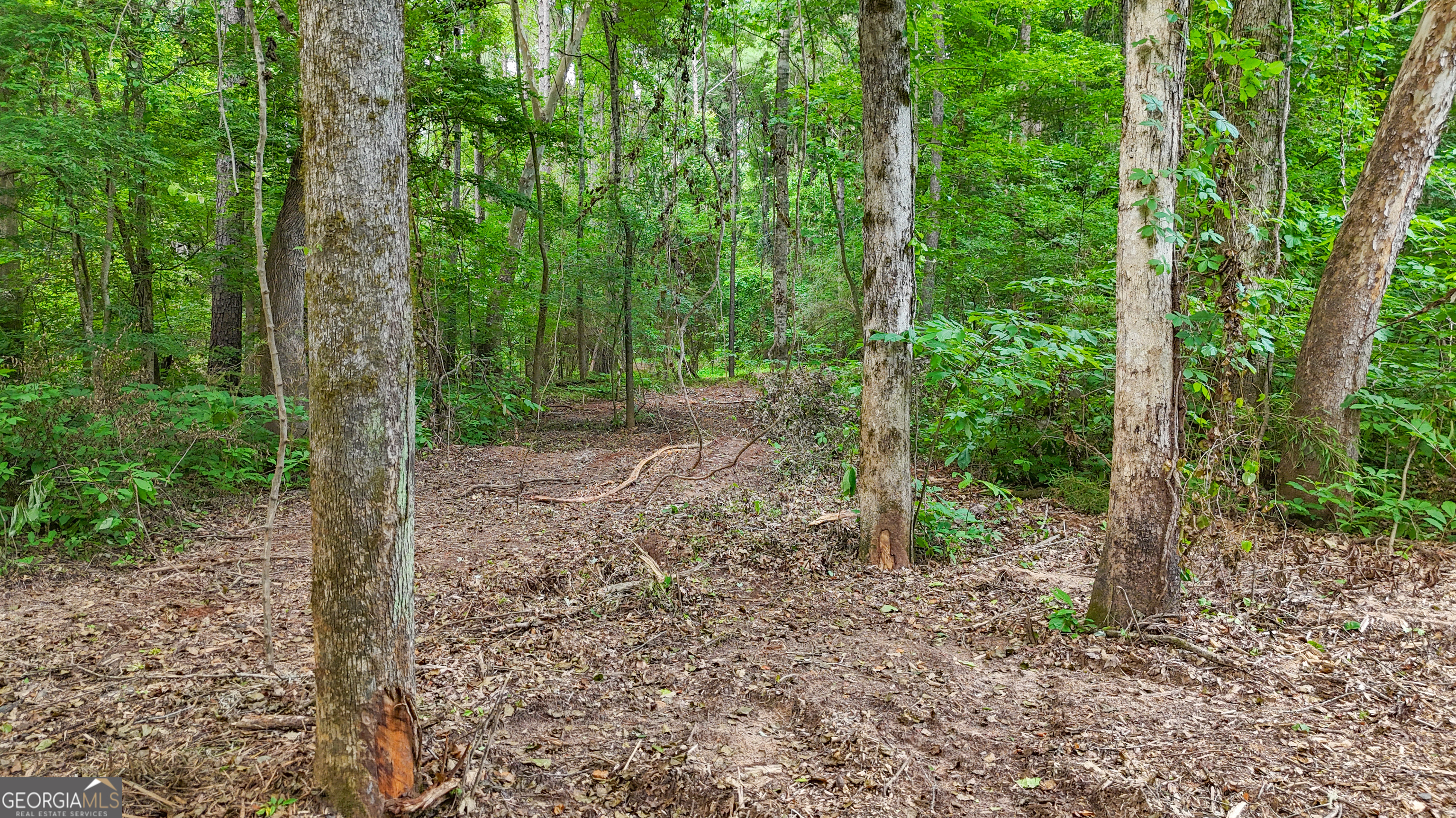 3644-3792 Fortune Hole Road Hamilton, GA 31811 - Photo 8 of 41 a view of a forest with trees in the background