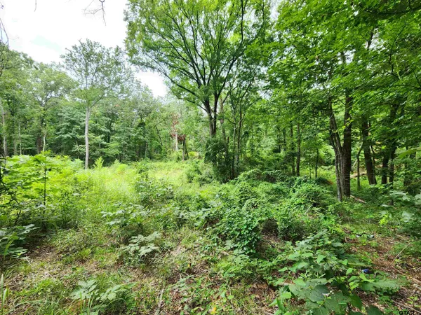 a view of a garden with plants and large trees