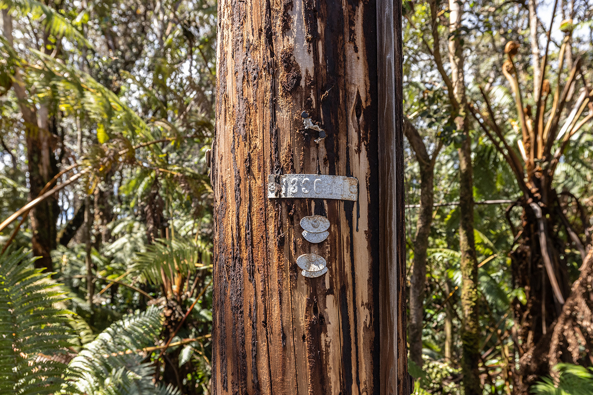 950 11th Street Volcano, HI 96785 - Photo 2 of 7 a close up of a tree